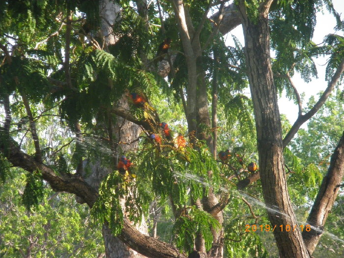 06 Parrots in tree 2.jpg