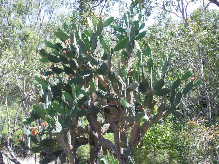 07 Cactus 02.jpg