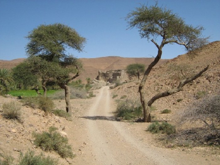 2 trees beside track.JPG