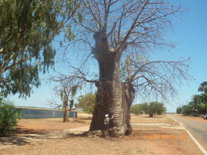 3 Holle Baobab kopie.jpg