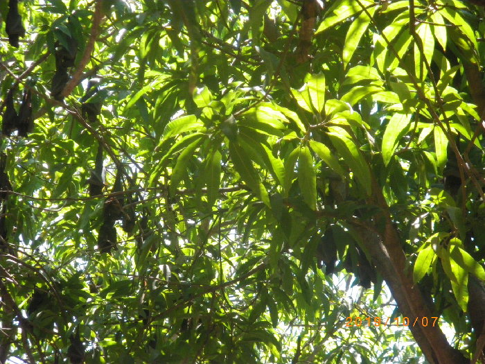 3 Vliegende vossen in de Mangobomen.jpg