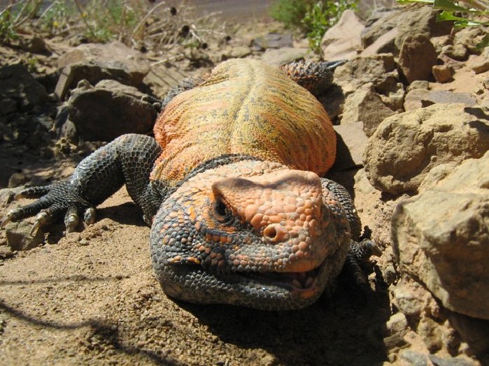 Lizzard.JPG