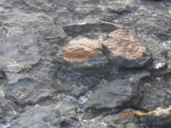 Stromatolites 7 kopie.jpg